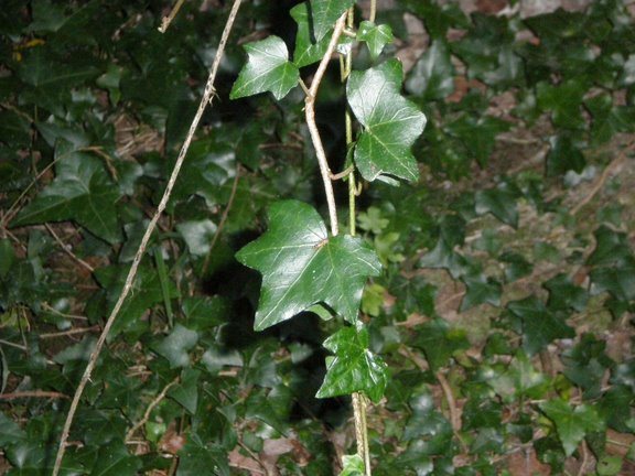 Hedera helix / Edera